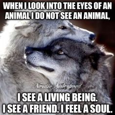 two wolfs with the caption when i look into the eyes of an animal i do not see an animal