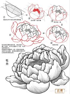 how to draw an artichoke in chinese