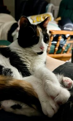 a black and white cat laying on top of a couch