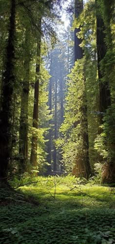 the sun shines through the tall trees in the middle of a forest filled with green grass