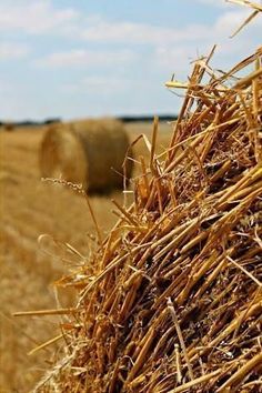 hay bales in the middle of a wheat field