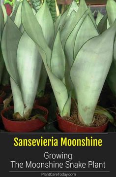 some plants are growing in red pots with the words san severia moon shine