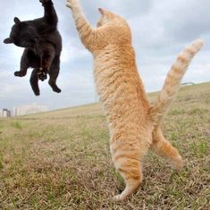 two cats are playing with each other in the grass on a cloudy day and one cat is jumping up into the air