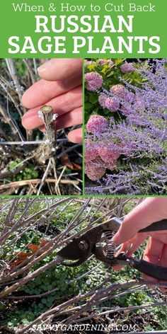 How to Prune Russian Sage. Russian sage pruning: How and when to cut back Perovskia. Russian sage is a beautiful perennial and it does very well in the heat of summer. Learn more about Russian sage here and how to prune this bush. #Gardening Propagating Sage From Cuttings, Pruning Russian Sage, Russian Sage Uses, How To Prune Sage, Russian Sage Garden, Sage Uses, Deer Resistant Annuals, Sage Bush