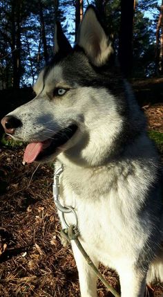 a husky dog sitting in the woods with his tongue hanging out