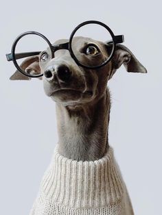 a dog with glasses on its head wearing a sweater and looking up at the camera