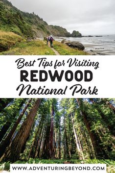 the redwood national park with text overlay reading best tips for visiting redwood national park