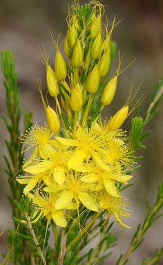 yellow flowers are blooming in the wild