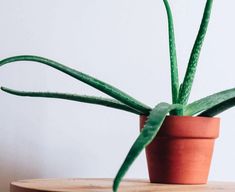 a small potted plant sitting on top of a wooden table next to a white wall