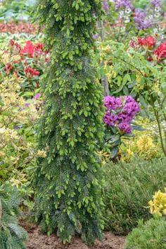 a very tall green plant in the middle of some flowers and plants growing on it's sides