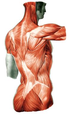 an image of a man's back muscles