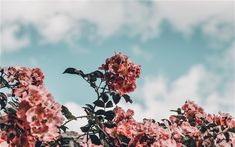 pink flowers are blooming in the foreground against a blue sky with white clouds