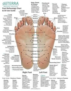 Hand & Foot reflexology chart indicating possible essential oil uses for the various hand and feet reflex points. Designed to be utilized with doTERRAs essential oils. Perfect for reference, education and as a class handout. Regular Price $3.75 each. 10 pack price $2.99 each. $7.55 savings! 10 Acupressure Points Chart, Essential Oil Chart, Reflexology Foot Chart, Foot Reflexology Massage, Healing Touch, Shiatsu Massage