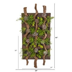 an image of a planter with succulents and trees on the wall