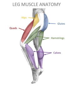 the leg muscles are labeled in this diagram