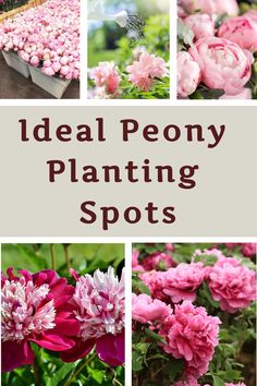 several different types of pink flowers with the words ideal peony planting spots on them