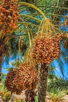 several palm trees with bunches of fruit hanging from them