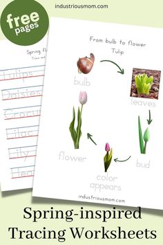 from bulb to flower Tulip, drawings and words to trace explainung how tulip grows Flowers To Trace, Spring Flowers Names, Tracing Words, Flower Life Cycle, Spring Worksheets, Spring Worksheet, Name Practice, Preschool Circle Time