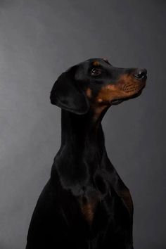 a black and brown dog sitting in front of a gray background with his head turned to the side