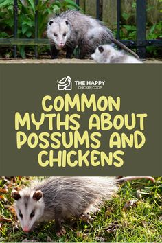 Possums Eat Chickens? | The Happy Chicken Coop Chicken Flock, Hobby Farming, How To Raise Chickens