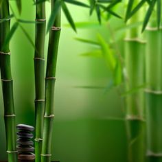 a bamboo tree with red flowers in the background