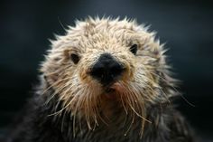 an animal that is looking at the camera with wet fur on it's face