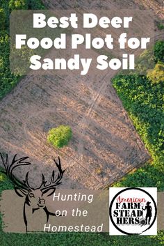 the best deer food plot for sandy soil