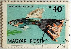 a postage stamp with a fish on it