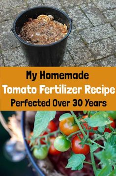 a potted tomato plant with the words my homemade tomato fertilizer recipe over it