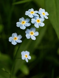 small blue flowers with yellow centers in the grass