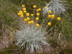 some yellow flowers are growing in the grass