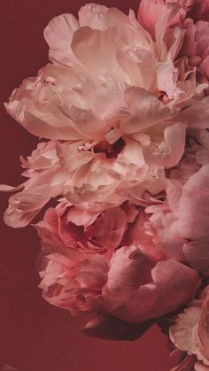 pink peonies are shown against a red background