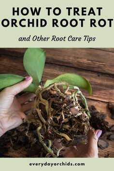 someone holding up a plant that has roots and dirt on it with the words how to treat orchid root rotts and other root care tips