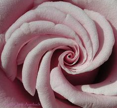 a close up view of the center of a pink rose with its petals curled in an intricate spiral