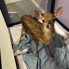 a baby deer sticking its tongue out while sitting in a crib with clothes on it