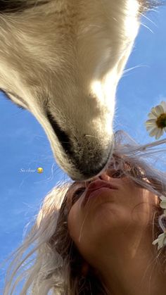 Pomsky husky cute blue sky kiss aesthetic flower daisy Dog Story Ideas, Dog Story Instagram, Beach Dog Photos, Dog Captions For Insta, Dog Instagram Story, Dog Laughing, Pet Dog Pictures, Dog Emotions, Curiosity Killed The Cat