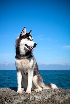 a husky dog sitting on top of a rock next to the ocean under a blue sky