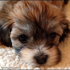 a small brown and white dog laying on top of a rug