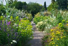 a garden with lots of different types of flowers and plants growing on the sides of it