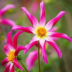 two pink flowers with yellow center surrounded by greenery