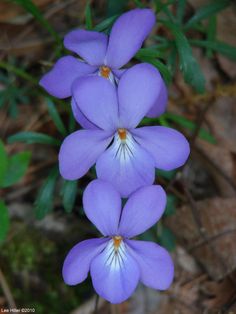 three purple flowers are blooming on the ground