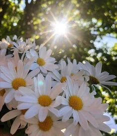 the sun shines brightly behind white daisies