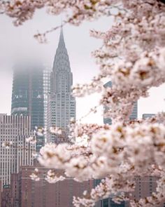 the empire building is surrounded by cherry blossoms