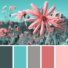 the color scheme is pink and blue, with red flowers in the center on top