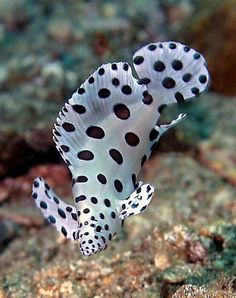 a black and white spotted fish on the ocean floor