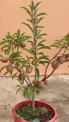 a small tree in a pot on the ground