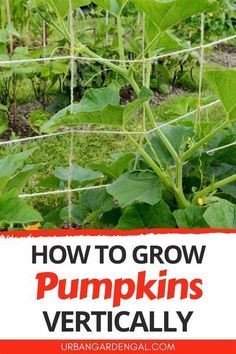 Pumpkin vines spread out and take up a lot of space in the gardenso if you have a small yardwhy not try growing pumpkins verticallyPumpkins can be trained to grow up a trellis and they make a great addition to a vertical gardenvegetablegarden verticalgarden pumpkins Pumpkin Vertical Growing, Vertical Pumpkin Patch, Pumpkins Trellis, Growing Pumpkins Vertically, Pumpkin Garden Ideas, Pumpkin Tunnel, Pumpkin Planting, Growing Pumpkin