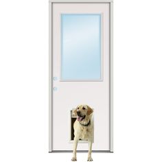 a dog standing in front of a white door with a window on it's side