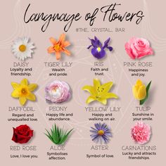 the language of flowers in english with pictures and instructions for each flower, as well as their meanings