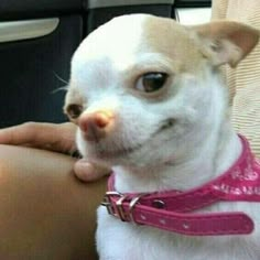 a small white dog wearing a pink collar